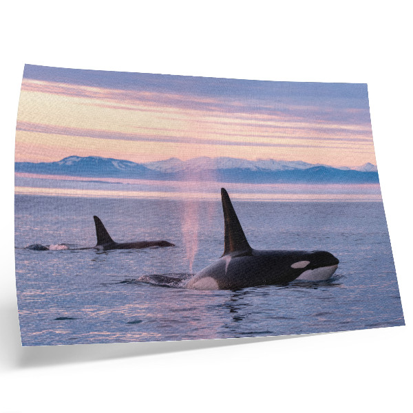 Lámina para cuadro Orcas contra un paisaje marino en tonos pastel.