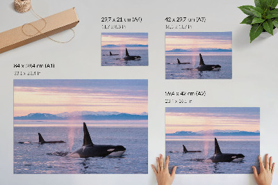 Lámina para cuadro Orcas contra un paisaje marino en tonos pastel.