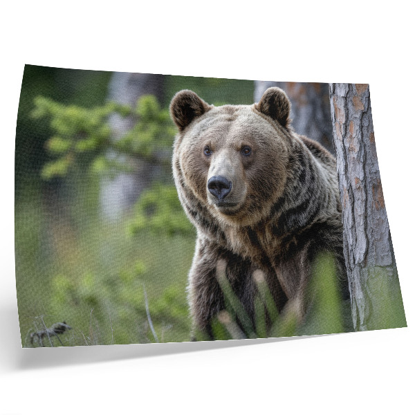 Lámina para cuadro diseño de un oso en un bosque con encanto natural