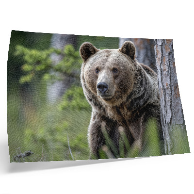 Lámina para cuadro diseño de un oso en un bosque con encanto natural