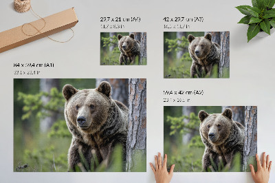 Lámina para cuadro diseño de un oso en un bosque con encanto natural