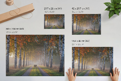 Póster Abedules simétricos, luz brumosa, callejón otoñal