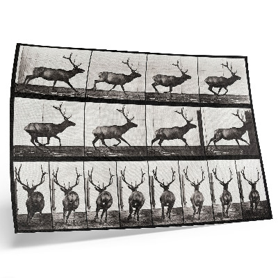 Póster Locomoción animal, lámina n.º 695 (1887), fotografía de Eadweard Muybridge.