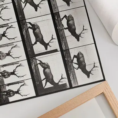 Póster de locomoción animal lámina n.º 695 (1887), fotografía de Eadweard Muybridge