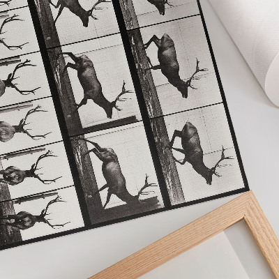 Póster Locomoción animal, lámina n.º 695 (1887), fotografía de Eadweard Muybridge.