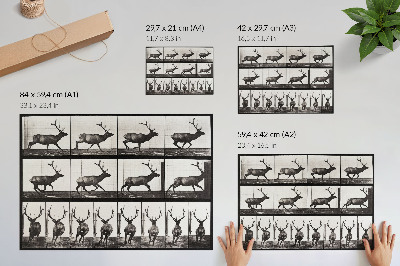 Póster Locomoción animal, lámina n.º 695 (1887), fotografía de Eadweard Muybridge.