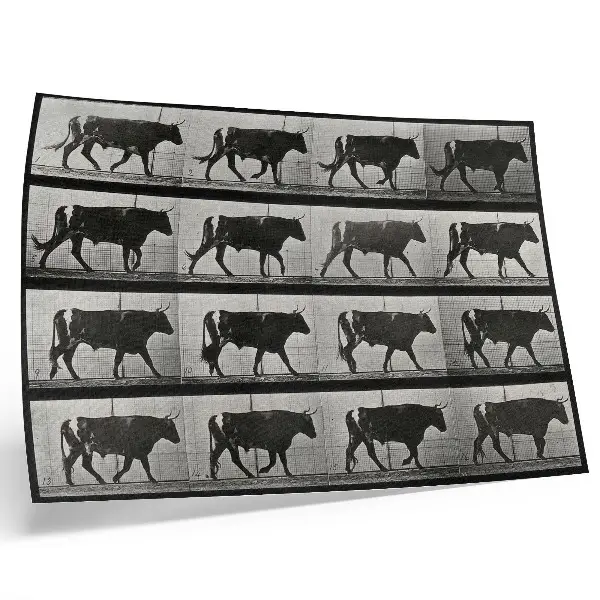 Lámina para cuadro fototipo de Un toro en marcha según Eadweard Muybridge de 1887