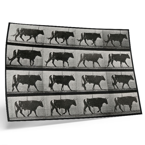Lámina para cuadro Un toro en marcha. Fototipo según Eadweard Muybridge, 1887.