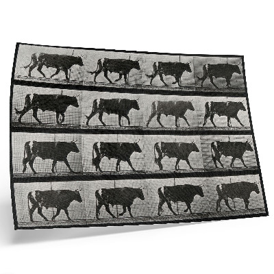 Lámina para cuadro Un toro en marcha. Fototipo según Eadweard Muybridge, 1887.