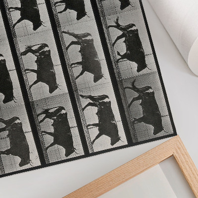 Lámina para cuadro Un toro en marcha. Fototipo según Eadweard Muybridge, 1887.