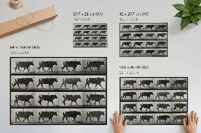 Lámina para cuadro Un toro en marcha. Fototipo según Eadweard Muybridge, 1887.