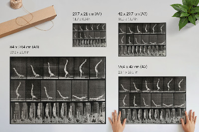 Arte de pared Un hombre de pie sobre sus manos, en posición supina. Fototipo según Eadweard Muybridge, 1887.