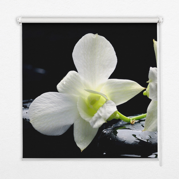 Modern roller blind en orquídeas y elegancia