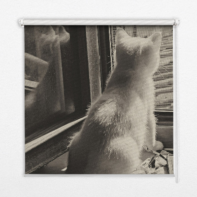 Estor enrollable Gatos en la ventana