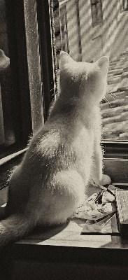 Estor enrollable Gatos en la ventana