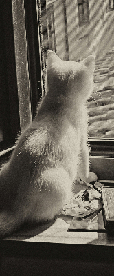 Estor enrollable Gatos en la ventana