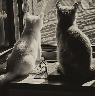 Estor enrollable Gatos en la ventana