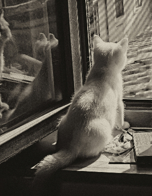 Estor enrollable Gatos en la ventana