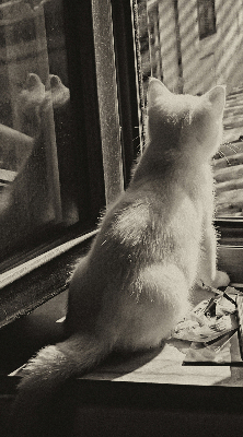 Estor enrollable Gatos en la ventana