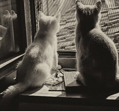 Estor enrollable Gatos en la ventana