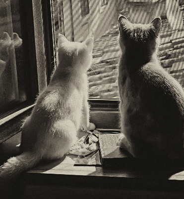 Estor enrollable Gatos en la ventana