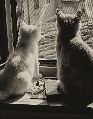 Estor enrollable Gatos en la ventana