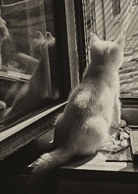 Estor enrollable Gatos en la ventana
