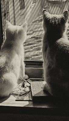 Estor enrollable Gatos en la ventana