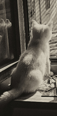 Estor enrollable Gatos en la ventana