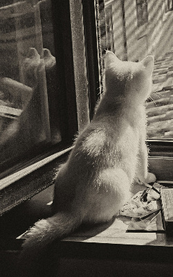 Estor enrollable Gatos en la ventana