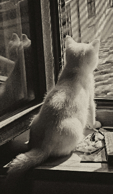 Estor enrollable Gatos en la ventana