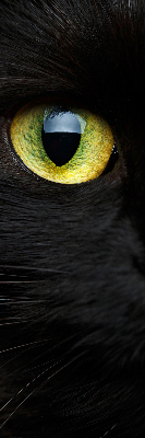Modern roller blind ojos de gato