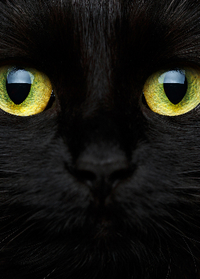 Modern roller blind ojos de gato
