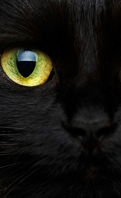 Modern roller blind ojos de gato
