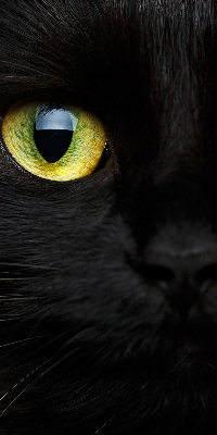 Modern roller blind ojos de gato