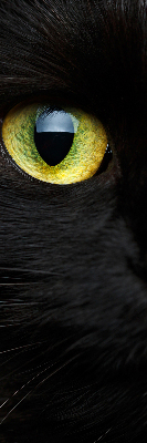 Modern roller blind ojos de gato
