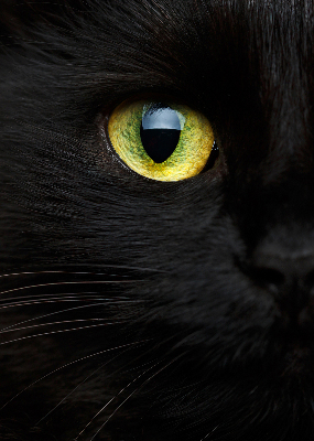 Modern roller blind ojos de gato