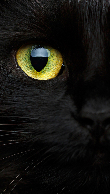Modern roller blind ojos de gato