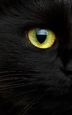 Modern roller blind ojos de gato