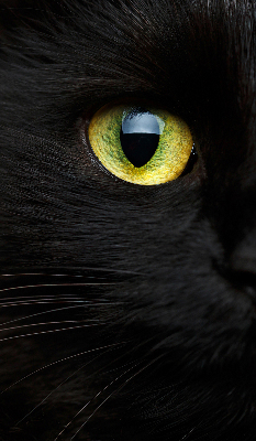 Modern roller blind ojos de gato