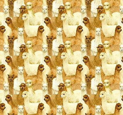 Modern roller blind un rebaño de alpacas