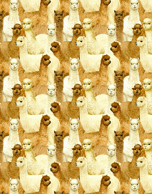 Modern roller blind un rebaño de alpacas
