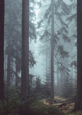Estor enrollable para ventana Bosque por la noche