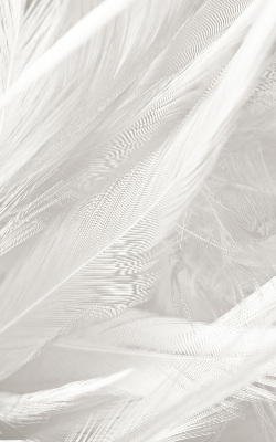 Modern roller blind con diseño de plumas