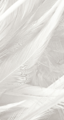 Modern roller blind con diseño de plumas