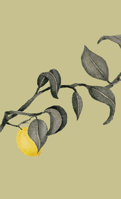 Estor enrollable con estampado de limones en el árbol