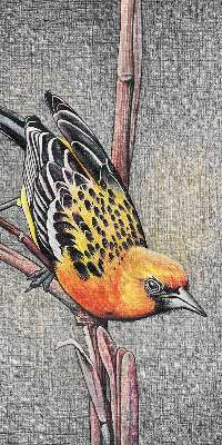 Estor enrollable con diseño de un pájaro en una rama