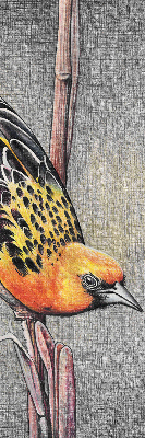 Estor enrollable con diseño de un pájaro en una rama