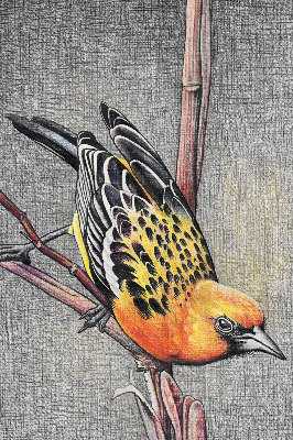 Estor enrollable con diseño de un pájaro en una rama