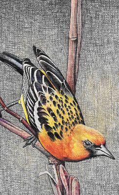 Estor enrollable con diseño de un pájaro en una rama